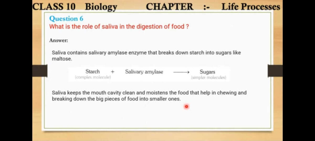what is the role of saliva in the digestion of food short answer