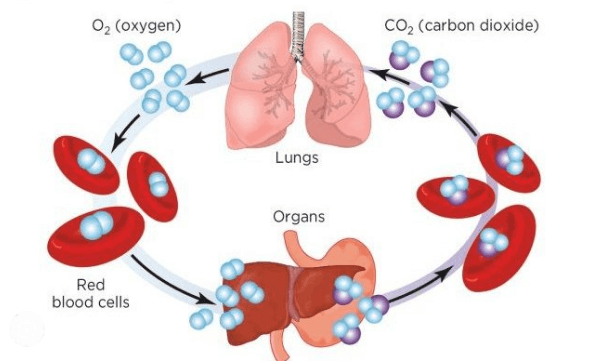 How Is Oxygen and Carbon Dioxide Transported in Human Beings