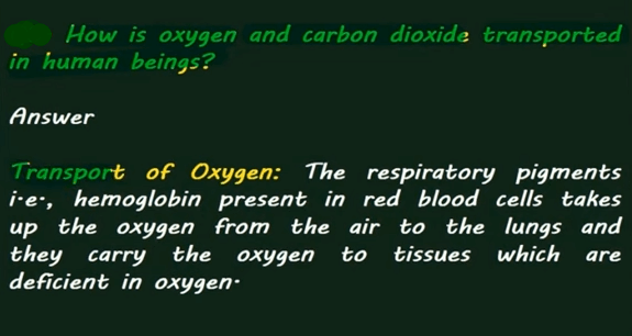 how is oxygen and carbon dioxide transported in human beings short answer
